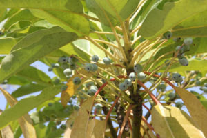 ユズリハのまだ青い果実