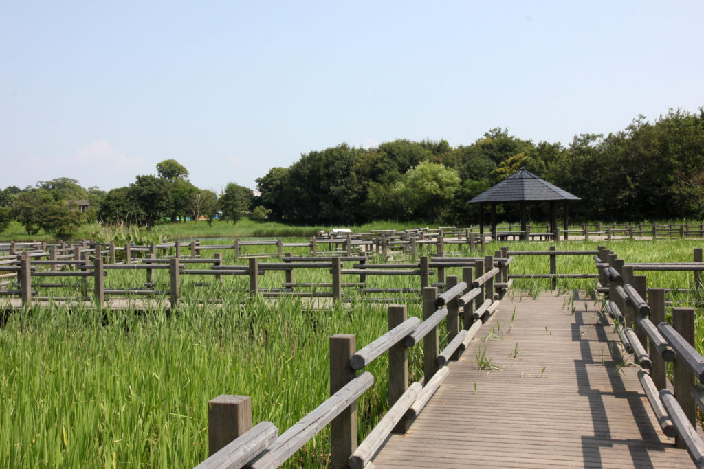 「古代の原ゾーン」の池
