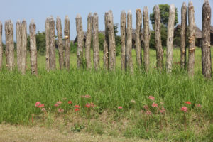 柵とヒガンバナ