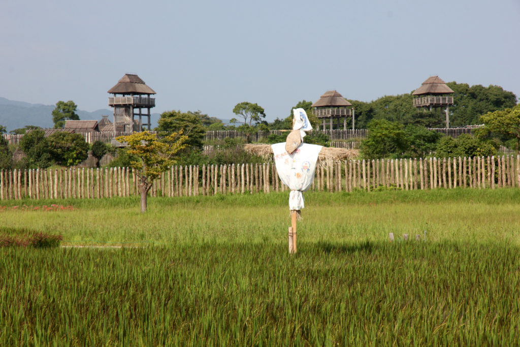 赤米の稲穂と案山子