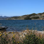 大村湾と東彼杵&川棚町、ノゲシの花