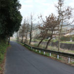 緑あふれる街道(古賀町)