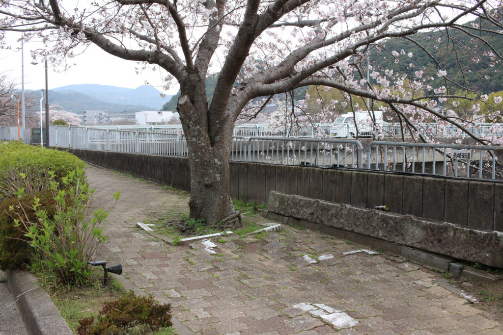 八郎川沿いの桜の木。写真右側に、手作りの「長崎街道」の看板がある(矢上町)
