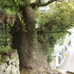 矢上八幡神社の北側の大クス(矢上町12-60)