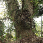 矢上八幡神社の南側の大クス(矢上町12-60)