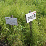 「長崎街道」と書かれた手作りの道標(古賀町404付近)