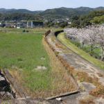 古賀町、八郎川沿い長崎街道の桜②