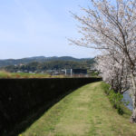 古賀町、八郎川沿い長崎街道の桜③