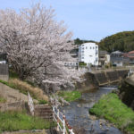 八郎川の桜(中里町の角橋から撮影)