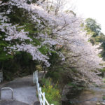 八郎川の桜(中里町の角橋から撮影)