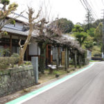 古賀の藤棚(中里町1533)