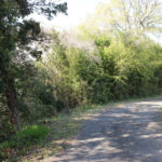 街道(東彼杵町里郷1337付近)