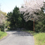 街道の下り坂。桜がキレイ(東彼杵町千綿宿郷79付近)