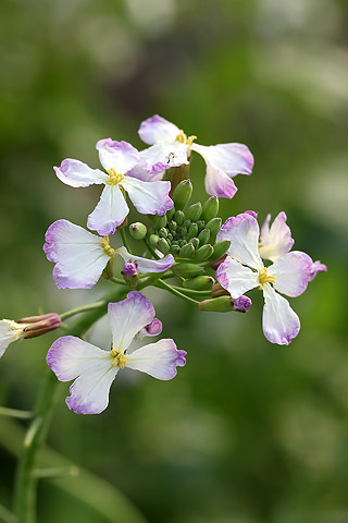 白い菜の花