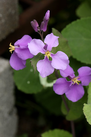 紫の菜の花(オオアラセイトウ)
