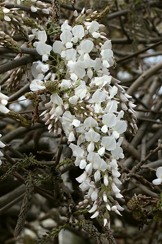 白のフジ(藤)の花