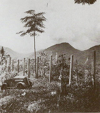 オーエンスタンレー山脈中に林立する日本軍将兵の墓標